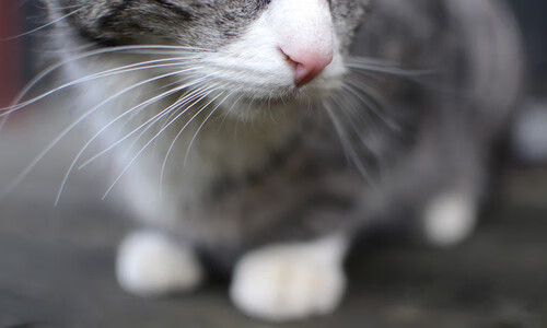 黄蜂轻取山西队,武切维奇在意甲焦点战接管比赛,跨越篮球世界的胜利交响