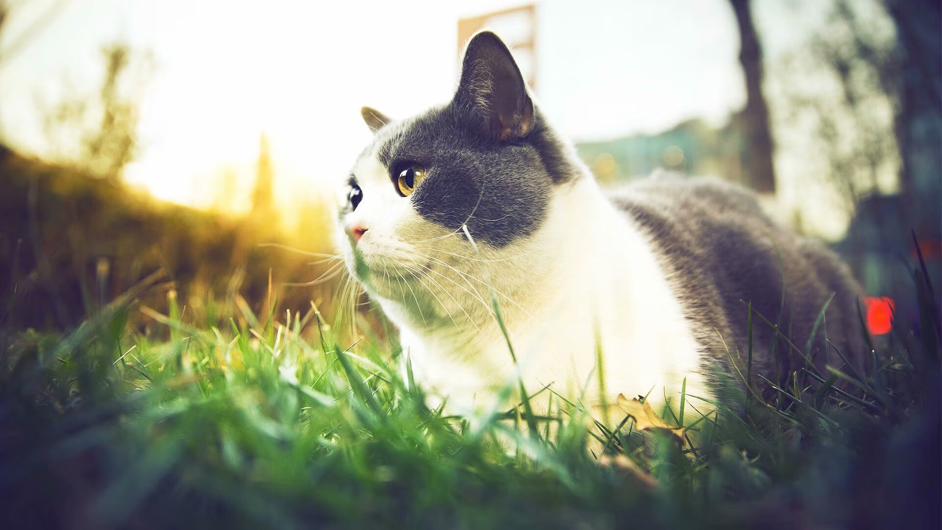 雷恩强压卡塔尔，布鲁诺抢七封神，当欧洲铁血遇上北美孤胆